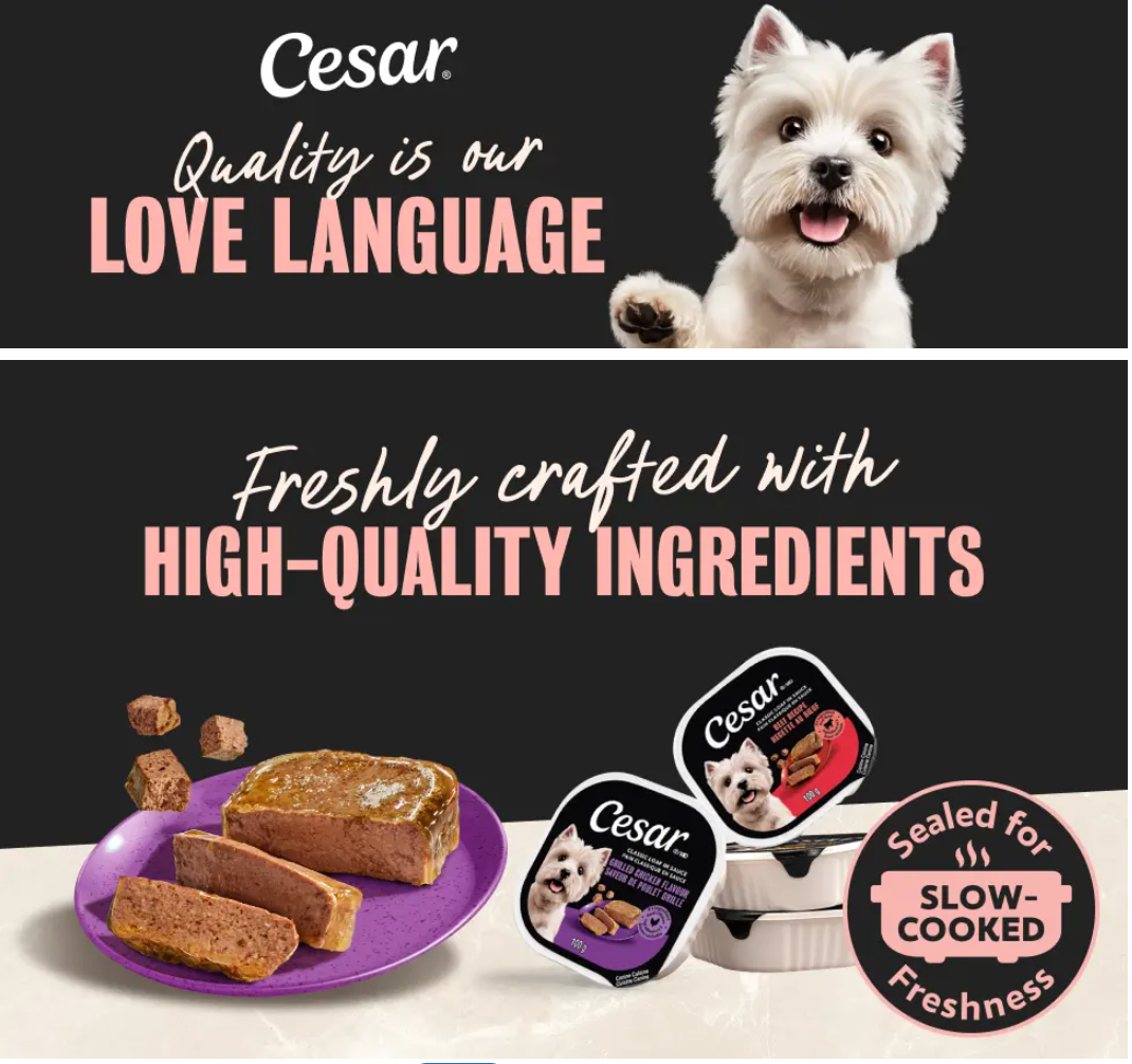 Cesar Wet Dog Paté Variety Pack, 48 × 100 g